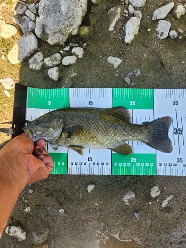 スモールマウスバスの釣果