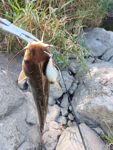 アメリカンキャットフィッシュ