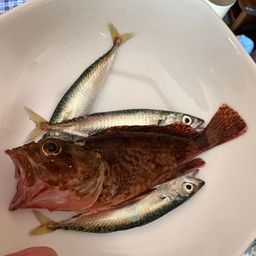 カサゴ