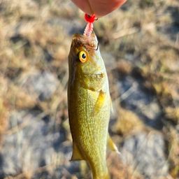 スモールマウスバス