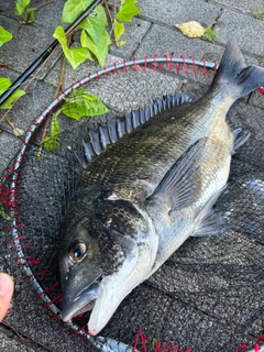 クロダイの釣果