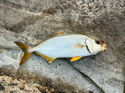 ショゴの釣果