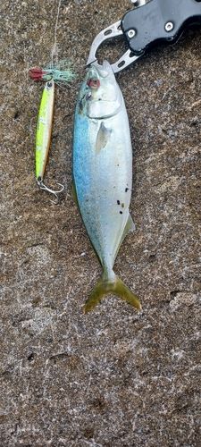 ワカシの釣果