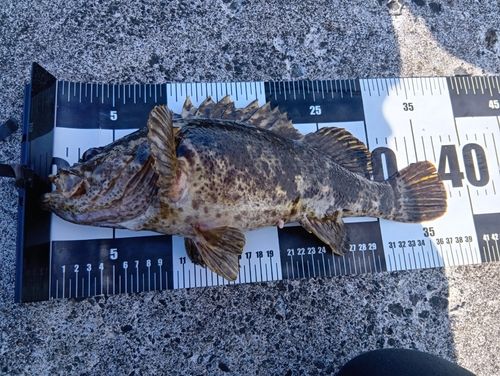 タケノコメバルの釣果