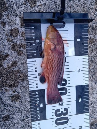 コブダイの釣果