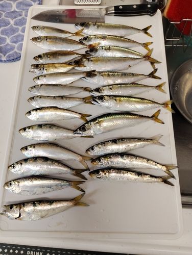 サバの釣果