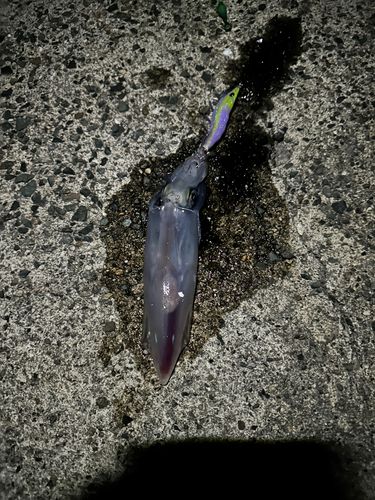 ケンサキイカの釣果