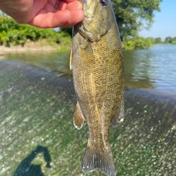 スモールマウスバス