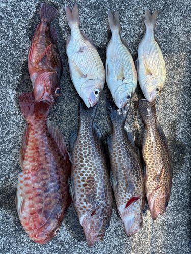 オオモンハタの釣果