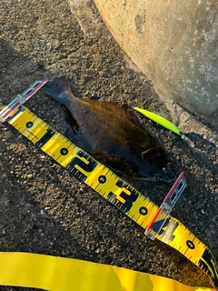 ヒラメの釣果