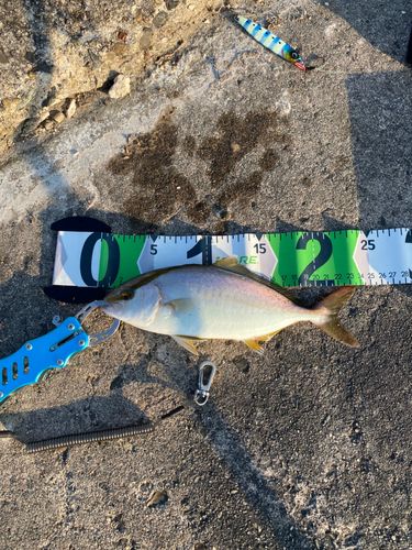 ショゴの釣果