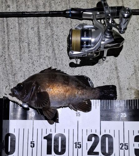 アカメバルの釣果