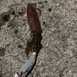 ヒイカ