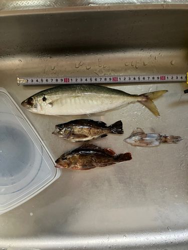アジの釣果