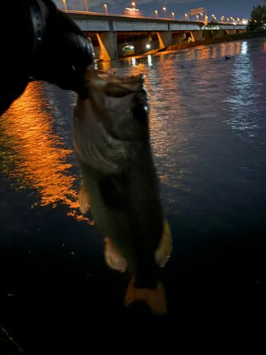 ラージマウスバスの釣果