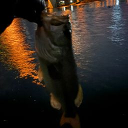 ラージマウスバス