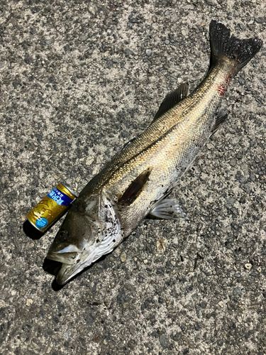 スズキの釣果