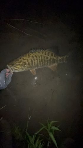 スモールマウスバスの釣果