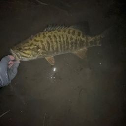 スモールマウスバス