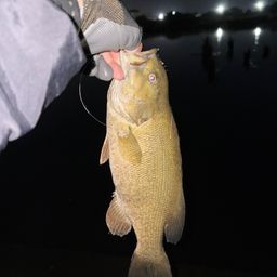 スモールマウスバス