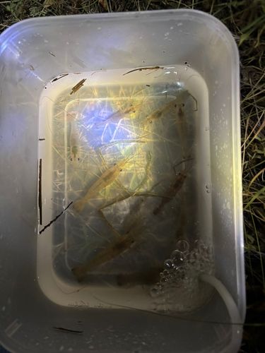 テナガエビの釣果