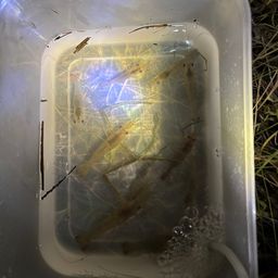 テナガエビ