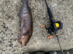 アイナメの釣果