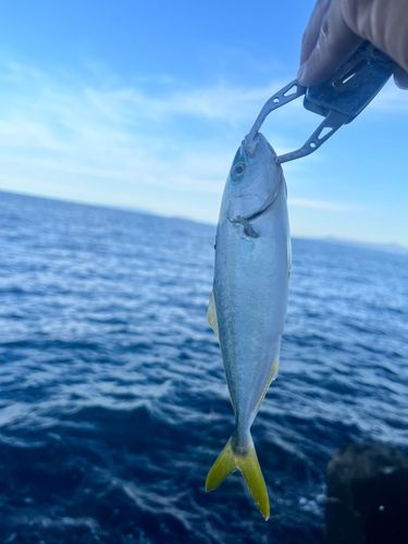 ワカシの釣果