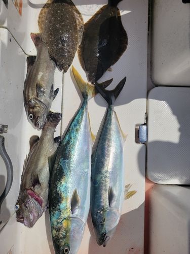 ショッコの釣果