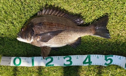 クロダイの釣果