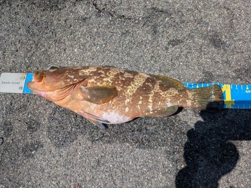 キジハタの釣果