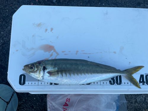 アオアジの釣果