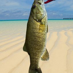 スモールマウスバス