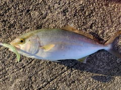 ネリゴの釣果