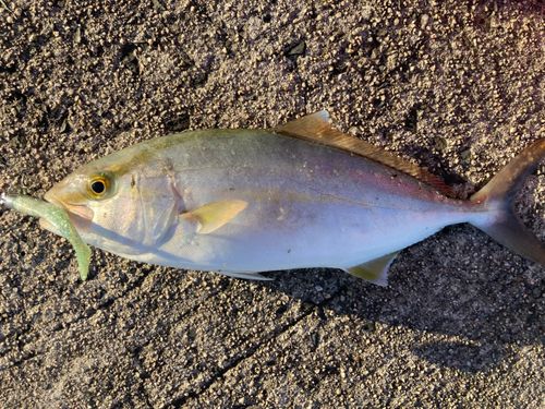ネリゴの釣果