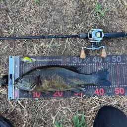 スモールマウスバス