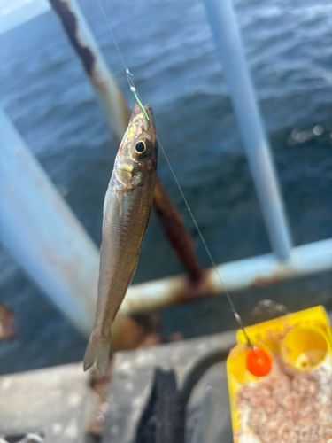キスの釣果