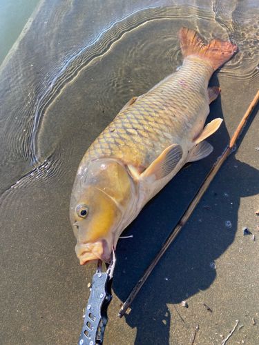 コイの釣果
