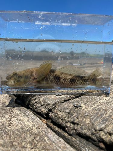 ウロハゼの釣果