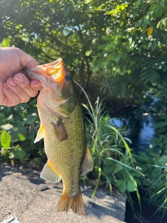 ラージマウスバスの釣果