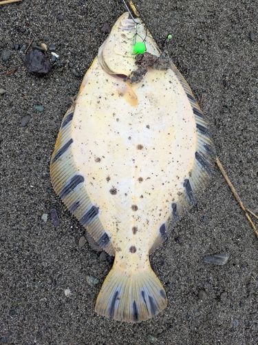 マツカワの釣果