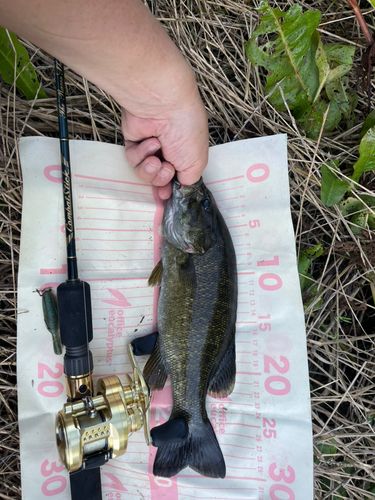 スモールマウスバスの釣果