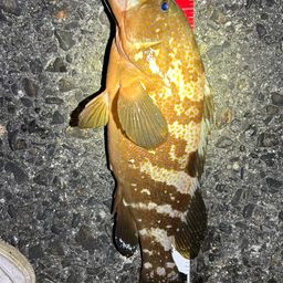 アコウ