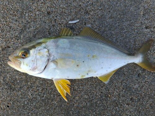 ショゴの釣果