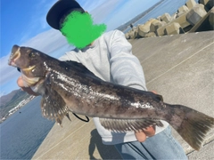 アイナメの釣果