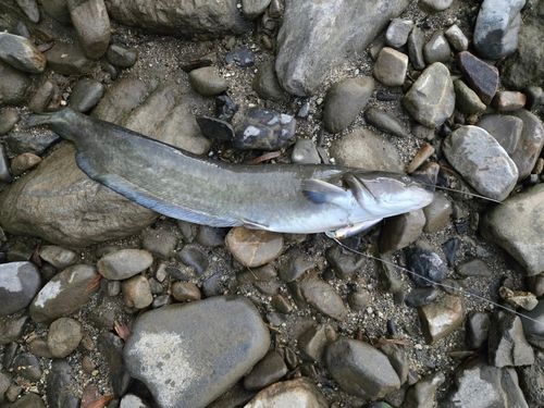 ナマズの釣果