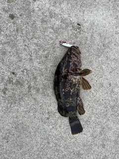 ベッコウゾイの釣果
