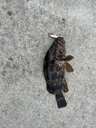 ベッコウゾイの釣果
