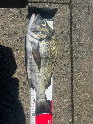 チヌの釣果