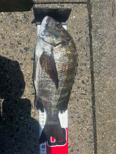チヌの釣果